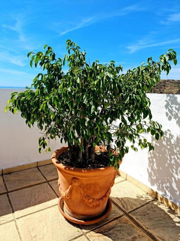 Blue Jasmine Apartment La Cala Del Moral Exterior photo